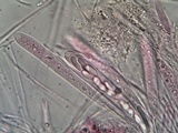 Microglossum nudipes image