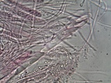 Microglossum nudipes image