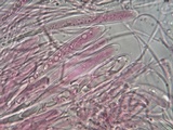 Microglossum nudipes image