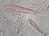 Microglossum nudipes image