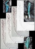 Microglossum nudipes image