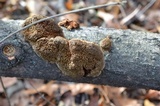 Inocutis rheades image