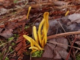 Clavulinopsis laeticolor image