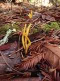 Clavulinopsis laeticolor image