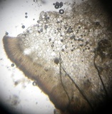 Ruhlandiella berolinensis image