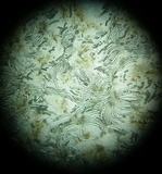 Ruhlandiella berolinensis image