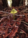 Hygrocybe olivaceonigra image