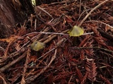 Hygrocybe olivaceonigra image