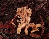 Ramaria sandaracina image