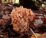 Ramaria sandaracina var. chondrobasis image