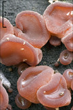 Ascocoryne sarcoides image
