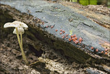 Ascocoryne sarcoides image
