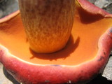 Rubroboletus dupainii image