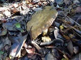 Lactarius argillaceifolius image
