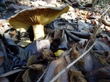 Lactarius argillaceifolius image