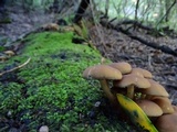 Psathyrella piluliformis image