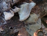 Auricularia polytricha image