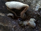 Auricularia polytricha image