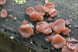 Ascocoryne sarcoides image