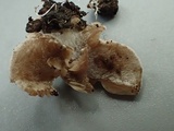 Entoloma byssisedum image