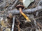 Chroogomphus vinicolor image