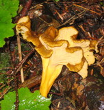Craterellus lutescens image