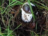 Amanita pachycolea image