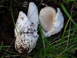 Amanita pachycolea image