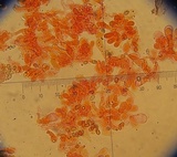 Conocybe utriformis image