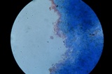 Conocybe utriformis image