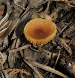 Conocybe utriformis image