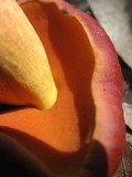 Rubroboletus dupainii image