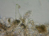 Inocybe cincinnata image