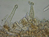 Inocybe cincinnata image