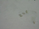 Inocybe cincinnata image
