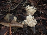 Ramaria pinicola image