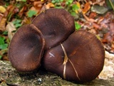 Polyporus brumalis image