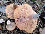 Lactarius helvus image