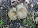 Lactarius maculatus image
