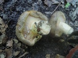 Lactarius maculatus image