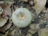 Lactarius maculatus image