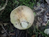 Lactarius maculatus image