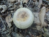 Lactarius maculatus image