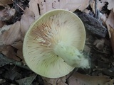 Lactarius maculatus image