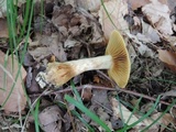 Cortinarius flavifolius image