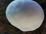 Reticularia lycoperdon image