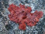 Lasallia rubiginosa image
