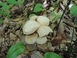 Boletus pallidus image