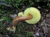 Boletellus chrysenteroides image