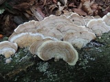 Cerrena unicolor image